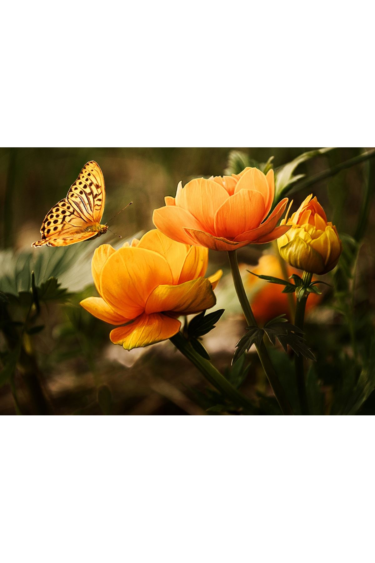 Çiçek Kelebek Kanvas Tablo,  Butterfly on Flower