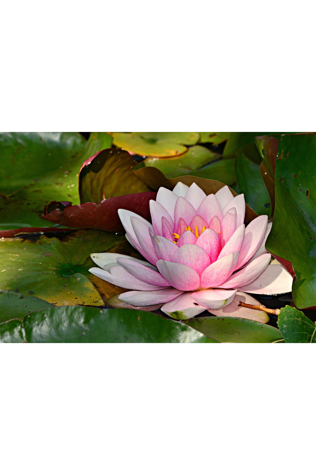 Nilüfer Çiçeği Kanvas Tablo, Lotus flower