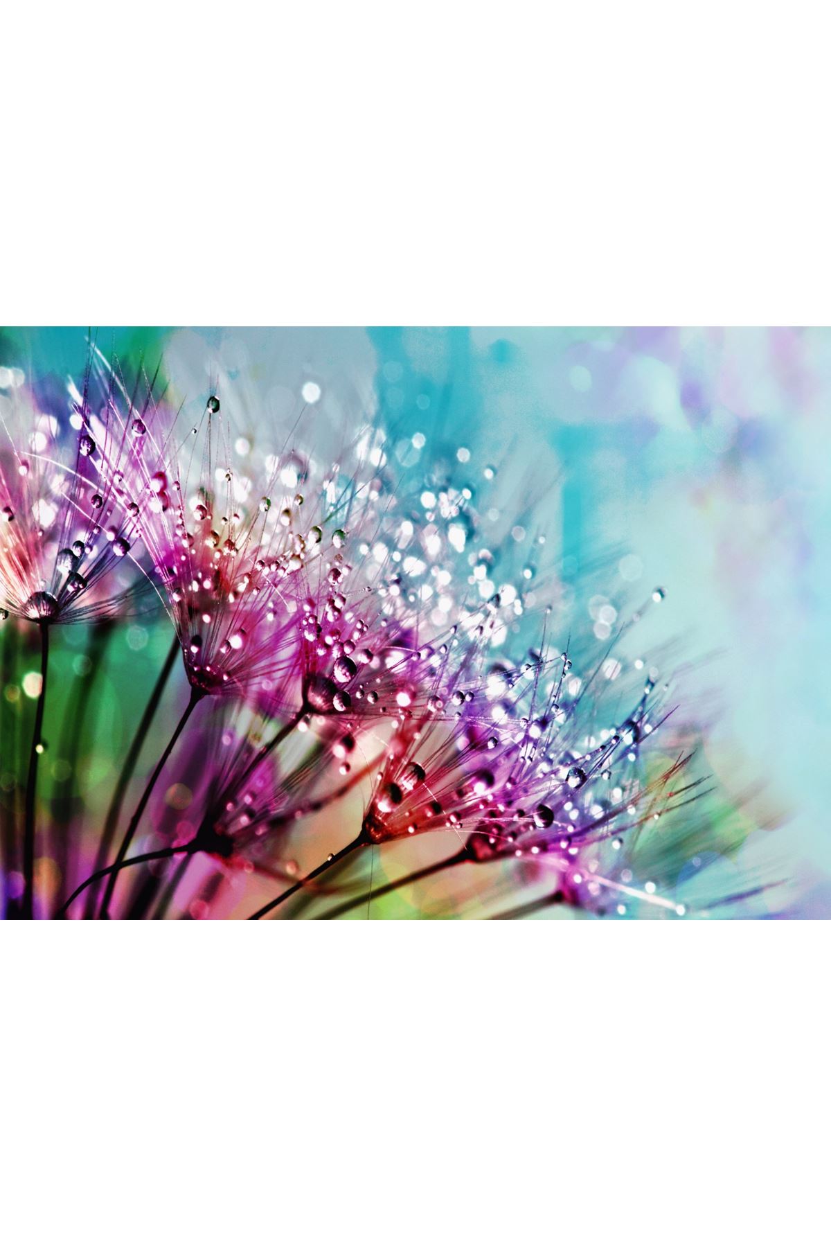 Karahindiba Mor İpek Çiçeği Dijital Baskı Kanvas Tablo, Silk Flower