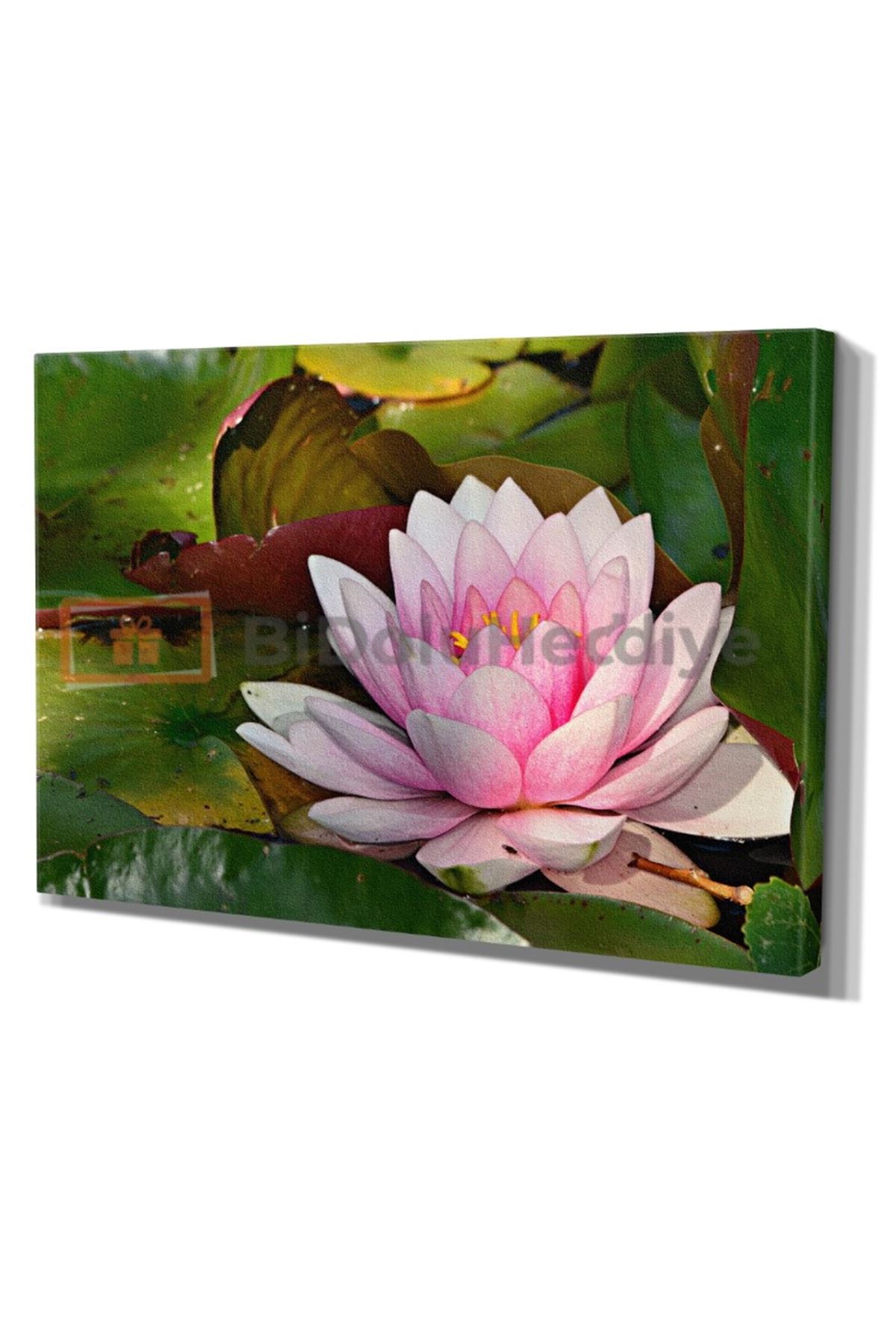 Nilüfer Çiçeği Kanvas Tablo, Lotus flower